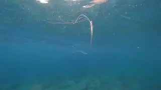 リュウグウノツカイ　フリソデウオなど深海系幼魚が大瀬崎で現れる　2019年12月　撮影　相原　岳弘