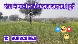 khet mein Pani start sarson ka new video farming