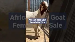 African Boer Goat Female For Sale 50000 #goatfarming #bakripalan #africanboergoat #viralvideo