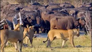 lion pride attack buffalo herd and got one buffalo fighting to bring it down video 