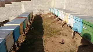 Salariul unui Apicultor Profesionist. Apicultura profitabila