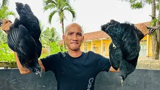 Gà Đen Nướng Bẹ Chuối Hột - Toàn Đen Sơn Dược Vlog