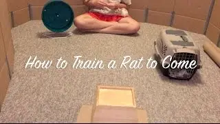 How to Train a Rat to Come