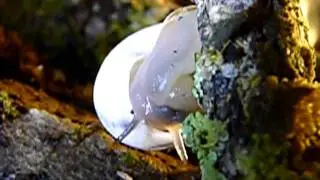 Tropidophora ligata ?