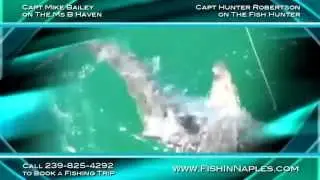 Naples Charter Fishing - A Shark on the line!