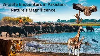 Wildlife Encounters in Pakistan: Nature's Magnificence.