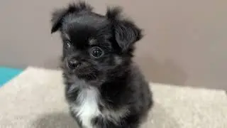1693チワワ♂ プリティチワワ