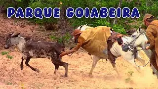 Pega de boi no PARQUE GOIABEIRA em Salinas #romariofeitosa #pegadeboinomato 