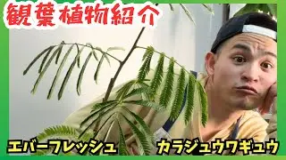 【観葉植物紹介】エバーフレッシュとカラジュウワギュウをお迎えしました🌱