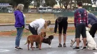 Operation Barndi Mara - Managing Animals in a Disaster (2015) 13 mins