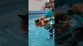 First swim lesson.  #sora #cat #swimming #water #ytshorts #fyp #ai