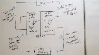Double circulation | flow chart | class 10 | life processes | pulmonary & systemic circulation |