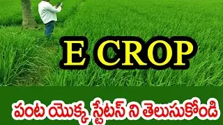 మీ యొక్క E-Crop booking status మీ మొబైల్ లో చెక్ చేసుకోండి....