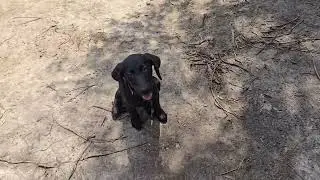 Weimador puppy intro