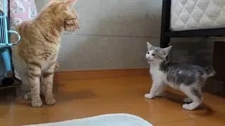 先住猫との初対面で嬉しそうに駆け寄っていく子猫