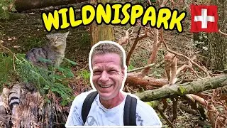 Wanderung im Wildnispark Zürich Langenberg (Luchs, Wildkatze, Elch und Rothirsch)