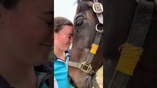 Meet Windsor! An OTTB looking for his forever retirement home