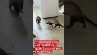 Ferrets: Dooking, hissing and squealing in play.