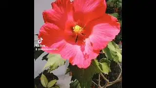 ¡¡Clavel o Flor de un día!!