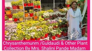 Chrysanthenmunm/ Guldaudi & Other Plant Collection By Mrs. Shalini Pande Madam