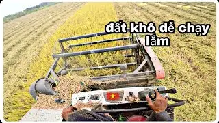 Chạy máy cắt lúa trúng quá trúng không dám chạy nhanh | Dúi Dúi Vlogs