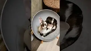 ❤️ЭШЛИ ❤️#ориентальнаякошка #cat #красиваякошка #ориенталы