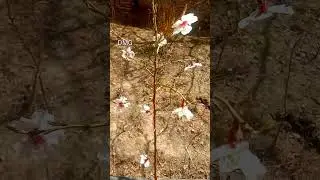 gilgit baltistan ki khubsoorati, gb greenalien, diamond movies ghizer, @diamondmoviesghizer5815
