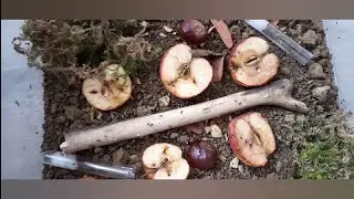 Jak chovat mravence v&scaron;e co potřebujete - speci&aacute;l za 40 odběratelů ❤❤❤❤🐜🐜🐜🐜