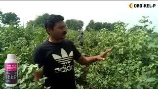 Oro-Kel-P Cotton Farmer Feedback  | Gujarati  |  Gujarat | Oro Agri