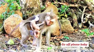 Oh my god..!! Mother Brenda chases the baby Brendan off her back and warning to baby Brendan