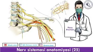 Nerv sistemasi 25. Yelka chigali