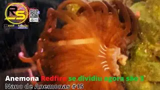 Anemona Redfire se dividiu agora são 3