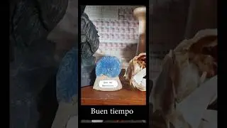 Amonite del tiempo