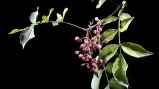 Zanthoxylum piperitum | Wikipedia audio article