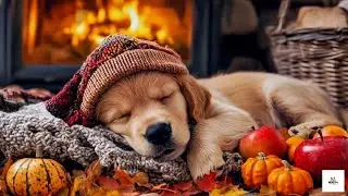 12 Hours of Dog Relaxing Music for Dogs 🐕❤️ Dog Meditation Anxiety Music Sleep 🐶❤️ No Ads