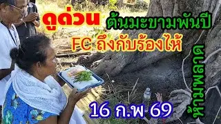 ดูด่วน 16 กพ 69 ต้นมะขามพันปี FC ถึงกับร้องไห้ห้ามพลาด