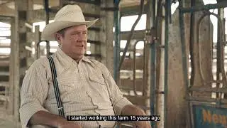 Cattle Farming in Belize