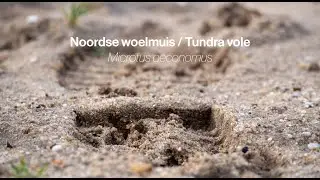 Noordse woelmuis / Tundra vole