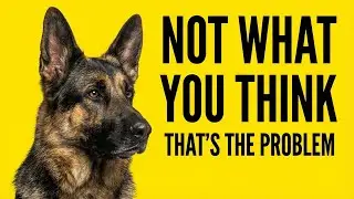 German Shepherds Aren&rsquo;t What You Think &mdash; And That&rsquo;s the Problem