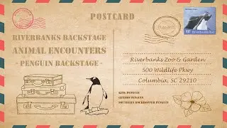 Video Postcard | Riverbanks Zoo & Garden - Backstage Penguin Encounter | 5-22-22