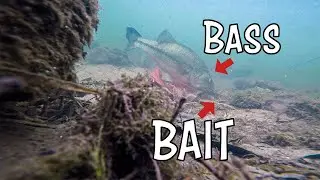 Bass Attack Lures UNDERWATER Footage | Bed Fishing (What To Look For)