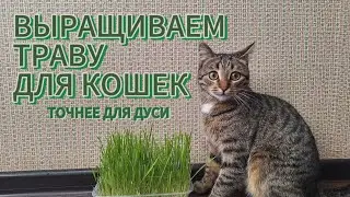 Выращиваем ТРАВУ Для Кошки ДУСИ🐈🔮 #cat #catvideos #youtube #youtubevideos #кошки #котята