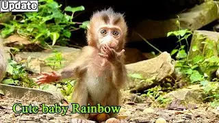 Cute baby monkey Rainbow! Baby very friendly and active baby, If mom Libby no hit baby