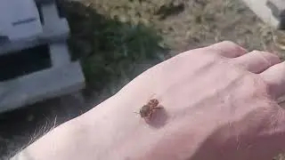 Зимовка в погребе на 100%. Бакфаст радует.
