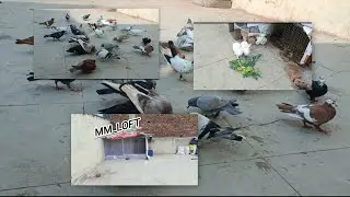 Vlog 44😂😻 Chedi marro se pareshan🥴 #foryou #explore #explorepage #trending #viralvideos #trend 