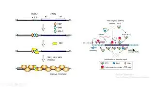 sir 1 sir 2 sir3 sir4 orc Rap1 Abf1 RNAi RITS Swi6 Clr4 biolog&iacute;a molecular biology