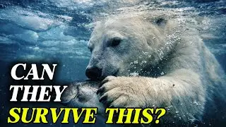Polar Bears are STRUGGLING to Survive in a Melting World
