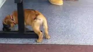 Cane Corso (scooby)  1st day