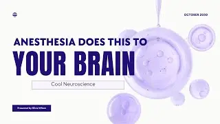 How Does Anesthesia Affect the Human Brain?
