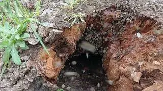 Bee Removal from Old Tree Stump | Successful Bee Cut Out & Hive Transfer